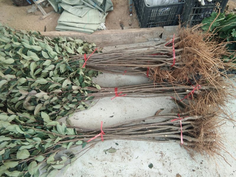 烟富8号苹果树苗苹果苗苹果苗育苗基地苹果苗新品种