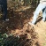 烟富8号苹果树苗苹果苗苹果苗育苗基地苹果苗新品种