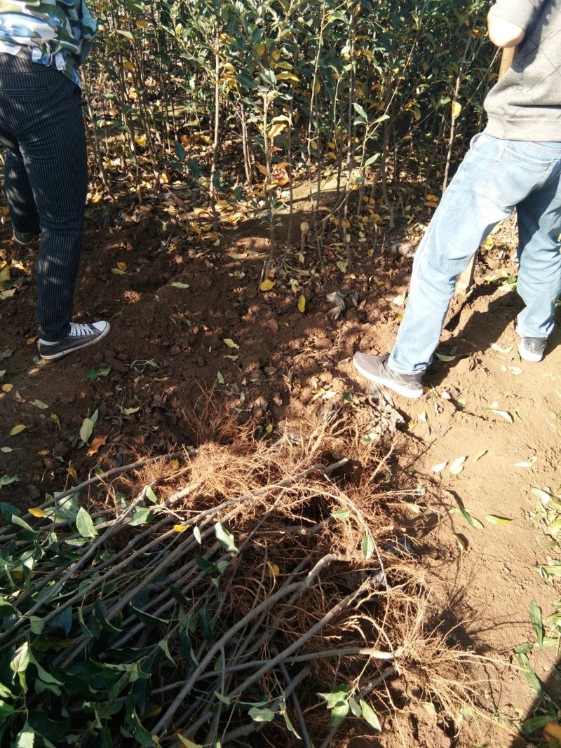 烟富8号苹果树苗苹果苗苹果苗育苗基地苹果苗新品种