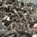 优质改良白芍芽，白芍苗浦棒，产量高耐旱包成活技术指导