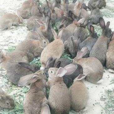 本基地常年供应比利时兔，伊拉肉兔，白条兔，全国送货上门，