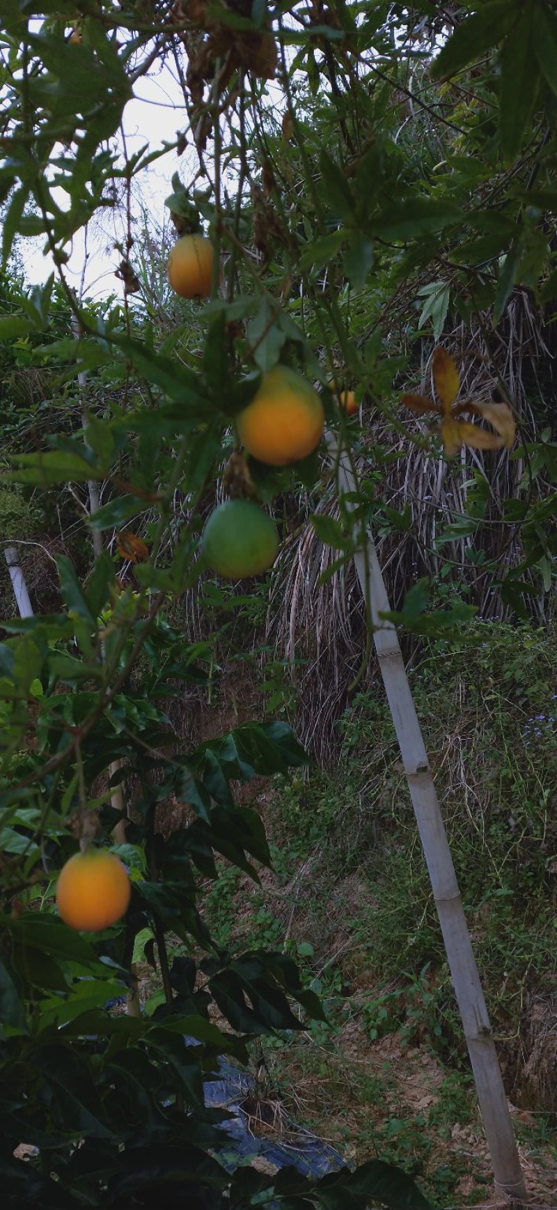 【有好货】百香果苗蓝冠百香果苗20棵起批包邮