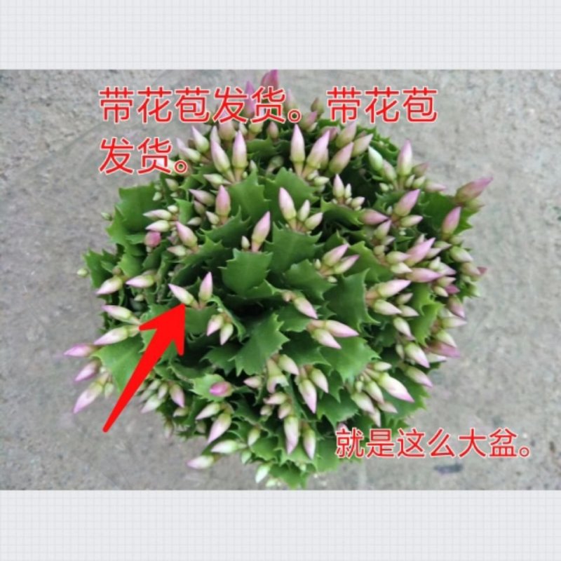 蟹爪兰花苗花卉盆栽多肉植物绿植蟹爪莲花卉仙人掌嫁接盆栽吊