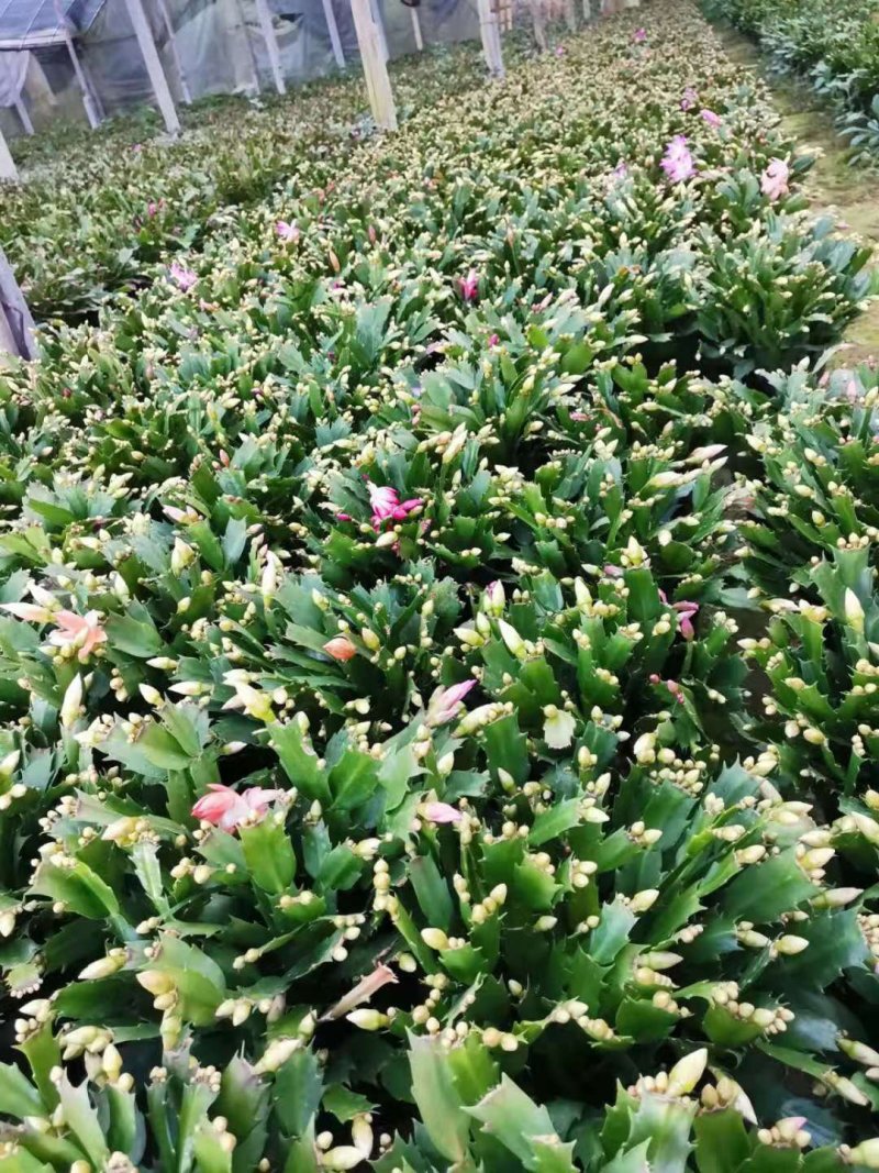 蟹爪兰花苗花卉盆栽多肉植物绿植蟹爪莲花卉仙人掌嫁接盆栽吊
