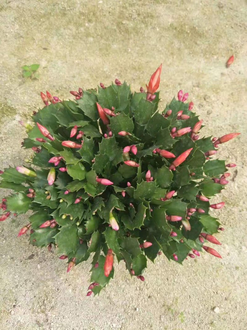 蟹爪兰花苗花卉盆栽多肉植物绿植蟹爪莲花卉仙人掌嫁接盆栽吊