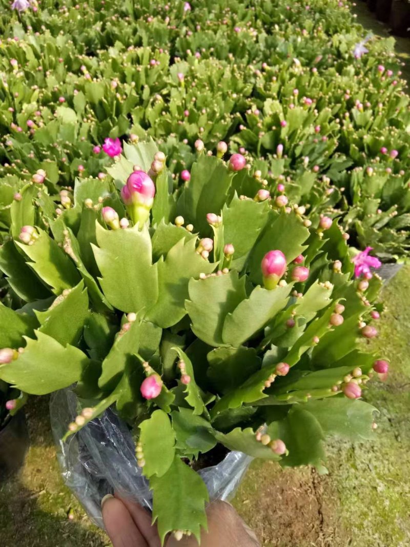 蟹爪兰花苗花卉盆栽多肉植物绿植蟹爪莲花卉仙人掌嫁接盆栽吊