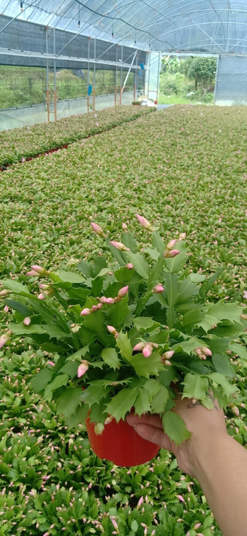 蟹爪兰花苗花卉盆栽多肉植物绿植蟹爪莲花卉仙人掌嫁接盆栽吊