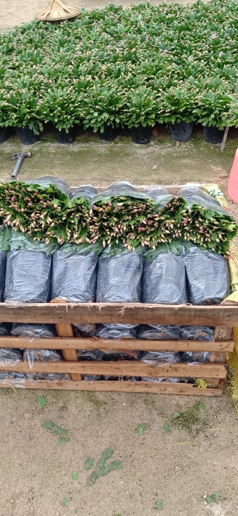 蟹爪兰花苗花卉盆栽多肉植物绿植蟹爪莲花卉仙人掌嫁接盆栽吊
