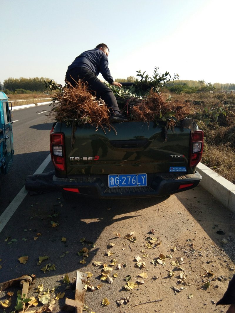 M26矮化砧木苹果苗矮化苹果苗苹果苗批发苹果苗育苗基地