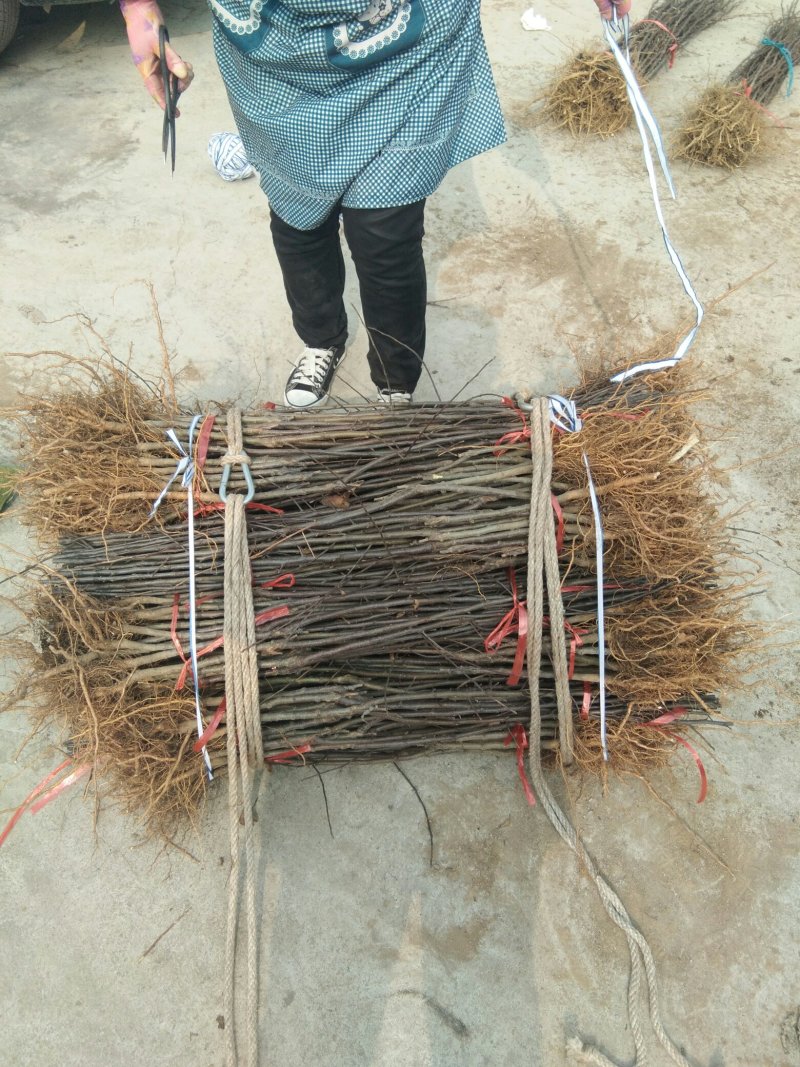 M26矮化砧木苹果苗矮化苹果苗苹果苗批发苹果苗育苗基地