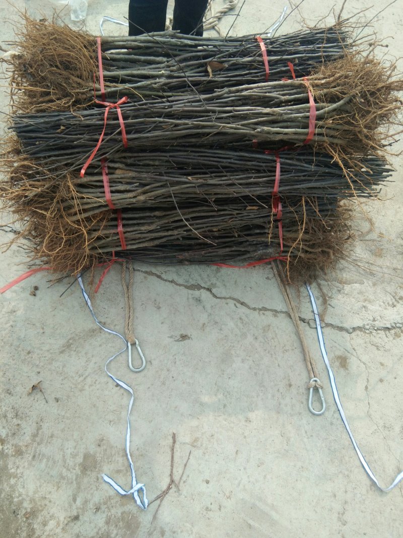 M26矮化砧木苹果苗矮化苹果苗苹果苗批发苹果苗育苗基地