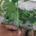 【木瓜苗】青皮红肉木瓜苗水果木瓜苗