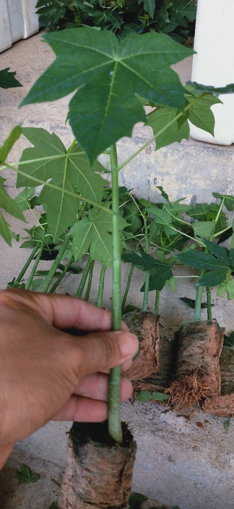 【木瓜苗】青皮红肉木瓜苗水果木瓜苗