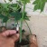 【木瓜苗】青皮红肉木瓜苗水果木瓜苗