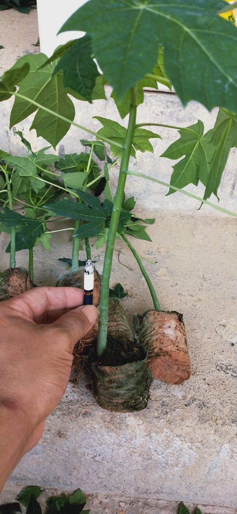 【木瓜苗】青皮红肉木瓜苗水果木瓜苗
