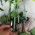 【木瓜苗】青皮红肉木瓜苗水果木瓜苗