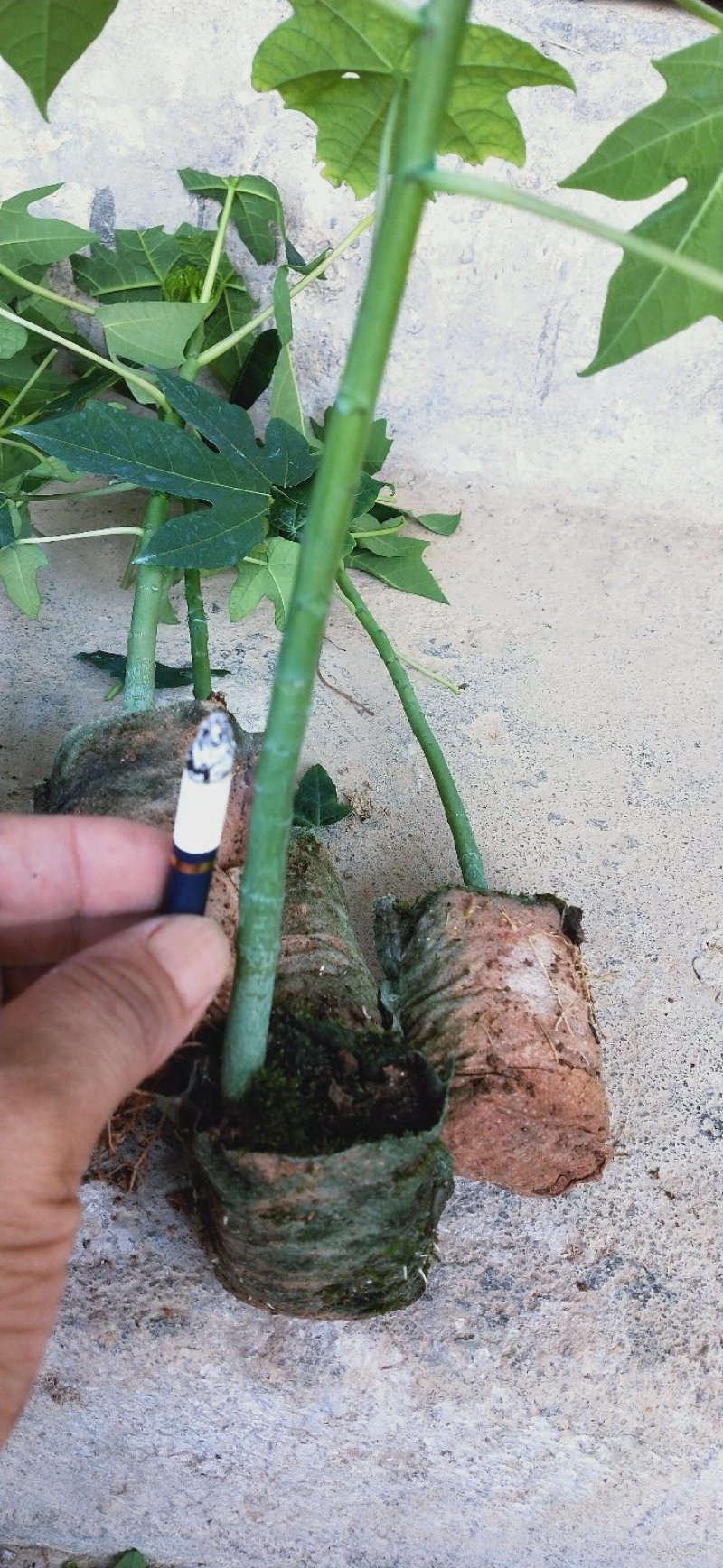【木瓜苗】青皮红肉木瓜苗水果木瓜苗