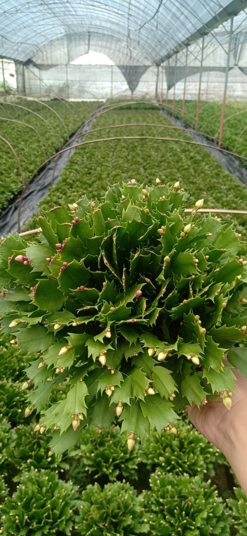蟹爪兰花苗花卉盆栽多肉植物绿植蟹爪莲花卉仙人掌嫁接盆栽吊
