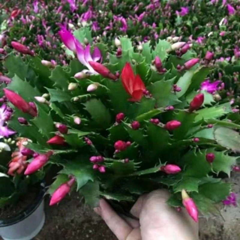 蟹爪兰花苗花卉盆栽多肉植物绿植蟹爪莲花卉仙人掌嫁接盆栽吊