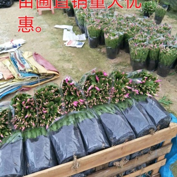 蟹爪兰花苗花卉盆栽多肉植物绿植蟹爪莲花卉仙人掌嫁接盆栽吊