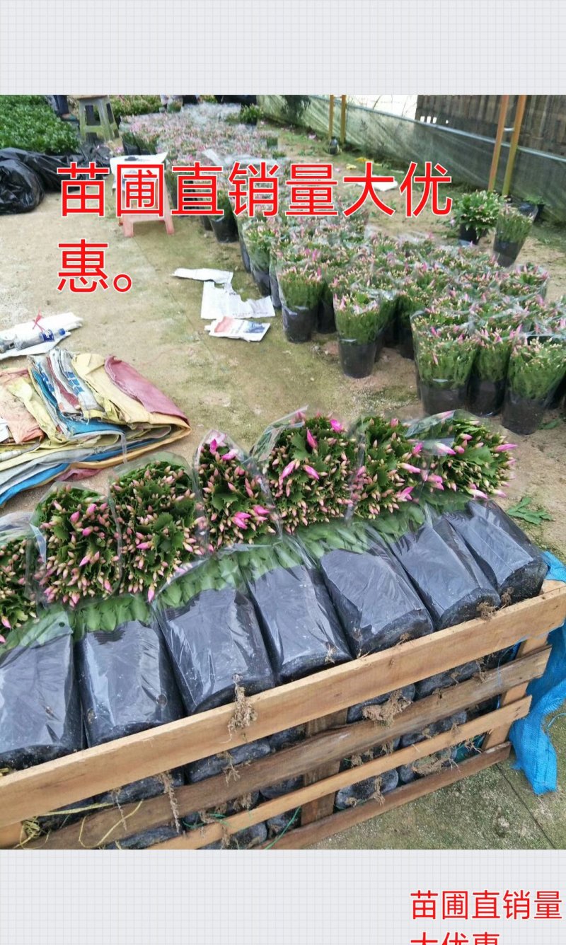 蟹爪兰花苗花卉盆栽多肉植物绿植蟹爪莲花卉仙人掌嫁接盆栽吊