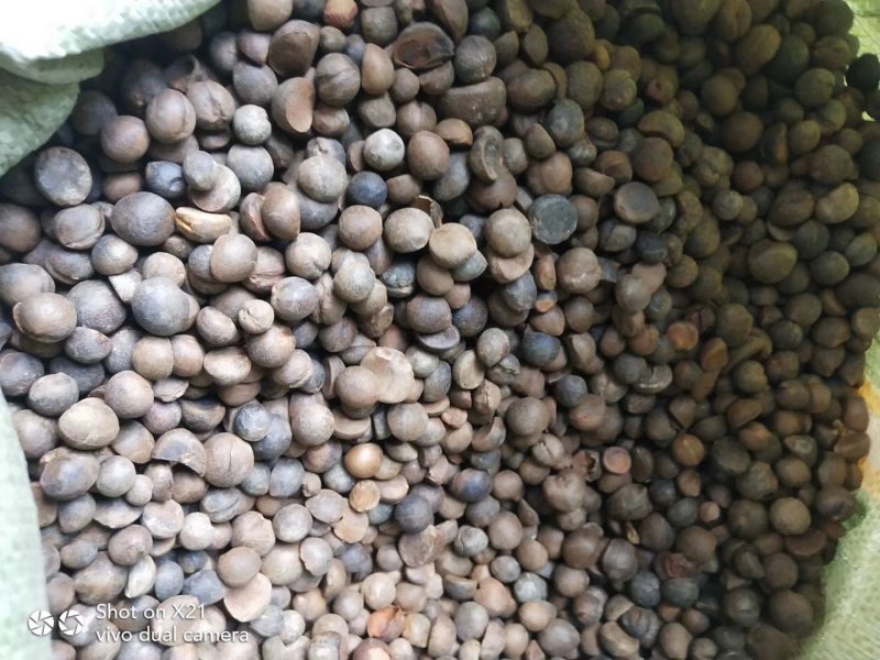 山茶油