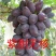 《紫甜无核葡萄苗》昌黎葡萄苗/a17葡萄苗/无核葡萄苗
