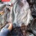 1号黑鱿鱼、淡干鱿鱼有视频看，价格实惠，产地直销