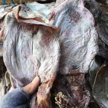 1号黑鱿鱼、淡干鱿鱼有视频看，价格实惠，产地直销