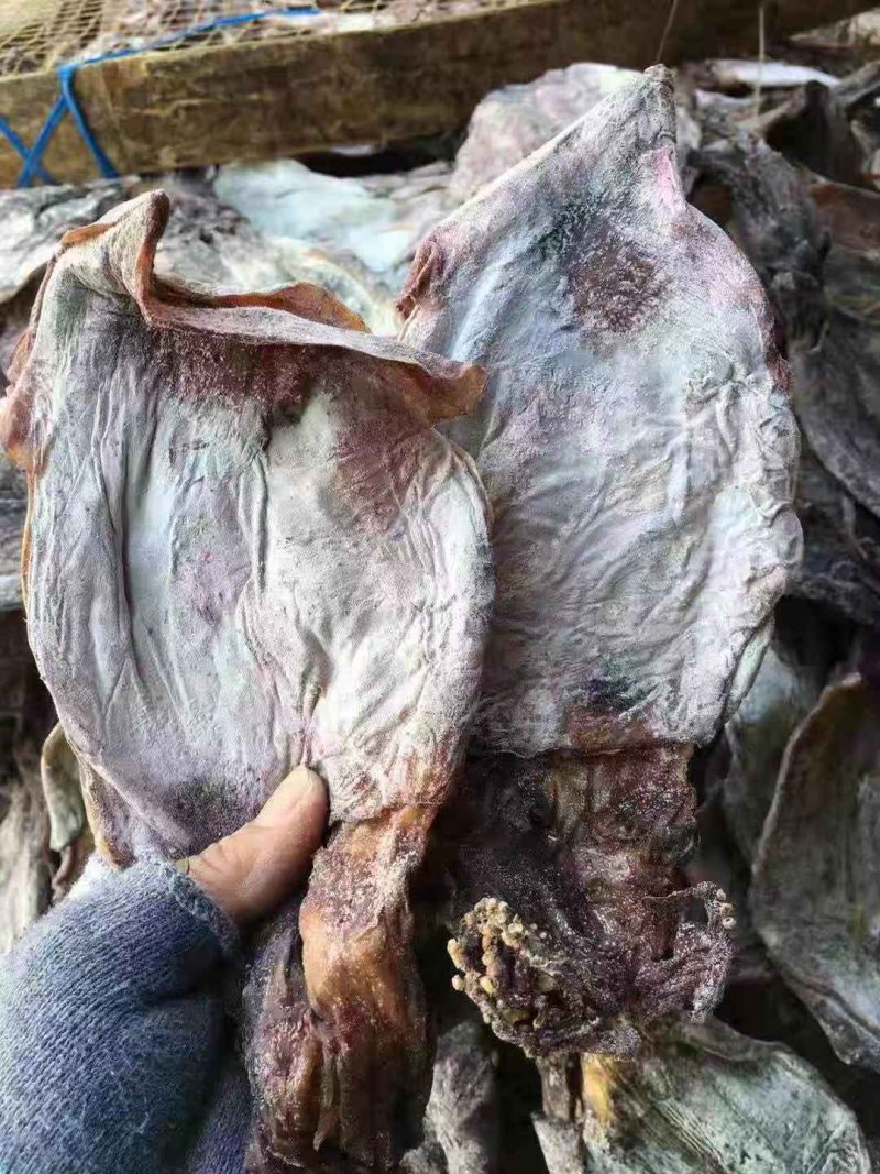 1号黑鱿鱼、淡干鱿鱼有视频看，价格实惠，产地直销