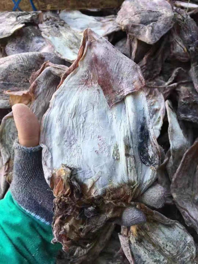 1号黑鱿鱼、淡干鱿鱼有视频看，价格实惠，产地直销