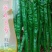 陶氏德丰1000粒软皮长线椒种子