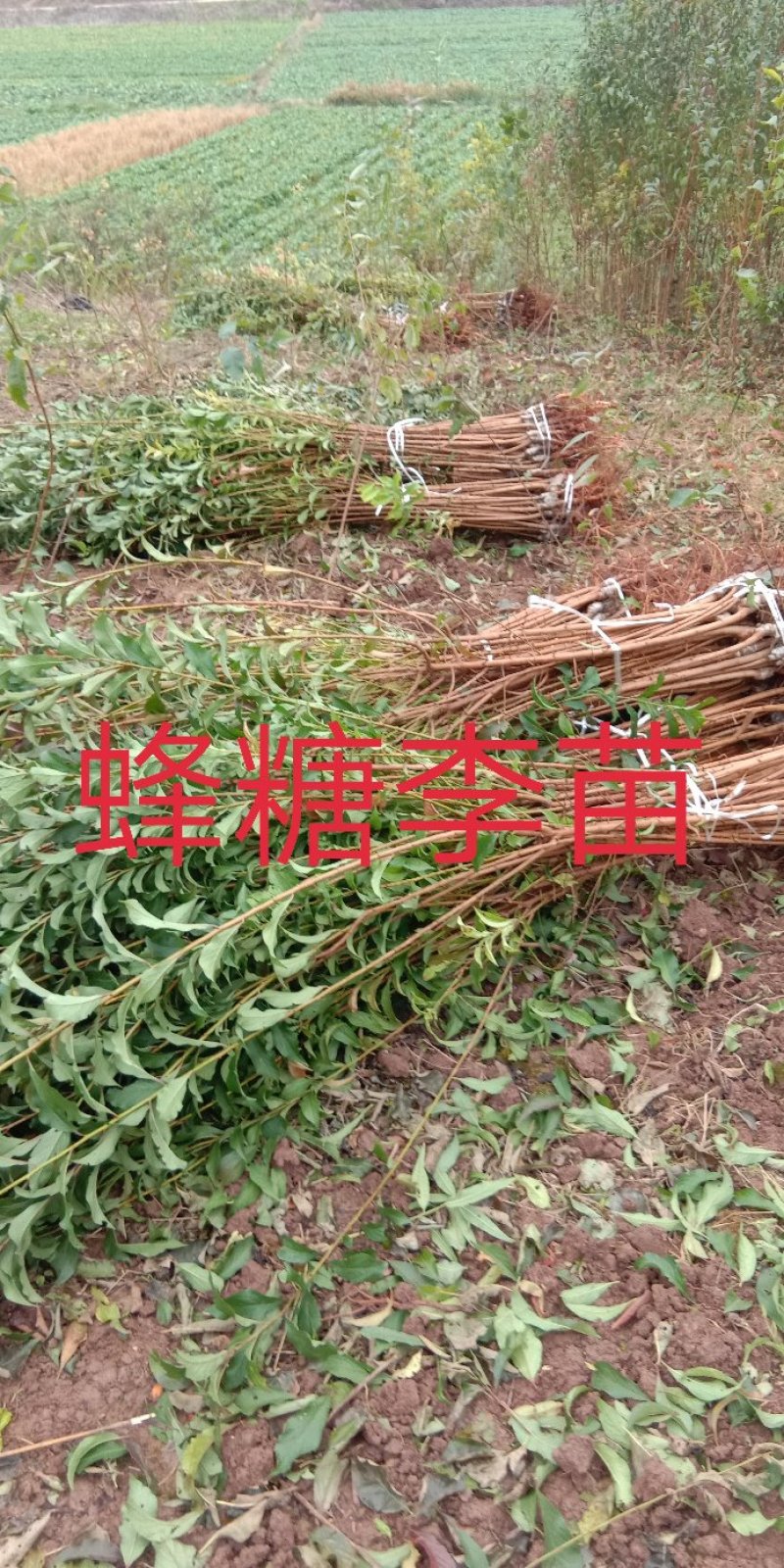 蜂糖李子苗\技术免费包品种包成活
