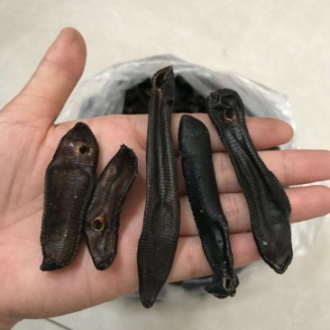 宽体水蛭大运河手工捕捉清水吊干水蛭捕鱼随带捕捉宽体水蛭