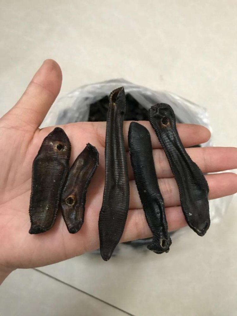 宽体水蛭大运河手工捕捉清水吊干水蛭捕鱼随带捕捉宽体水蛭