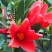 四季杜鹃红山茶花嫁接盆栽带花苞室内庭院名贵花卉绿植红