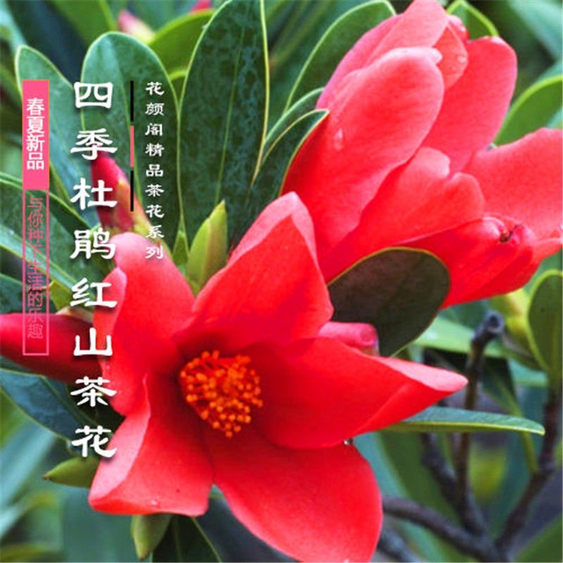 四季杜鹃红山茶花嫁接盆栽带花苞室内庭院名贵花卉绿植红