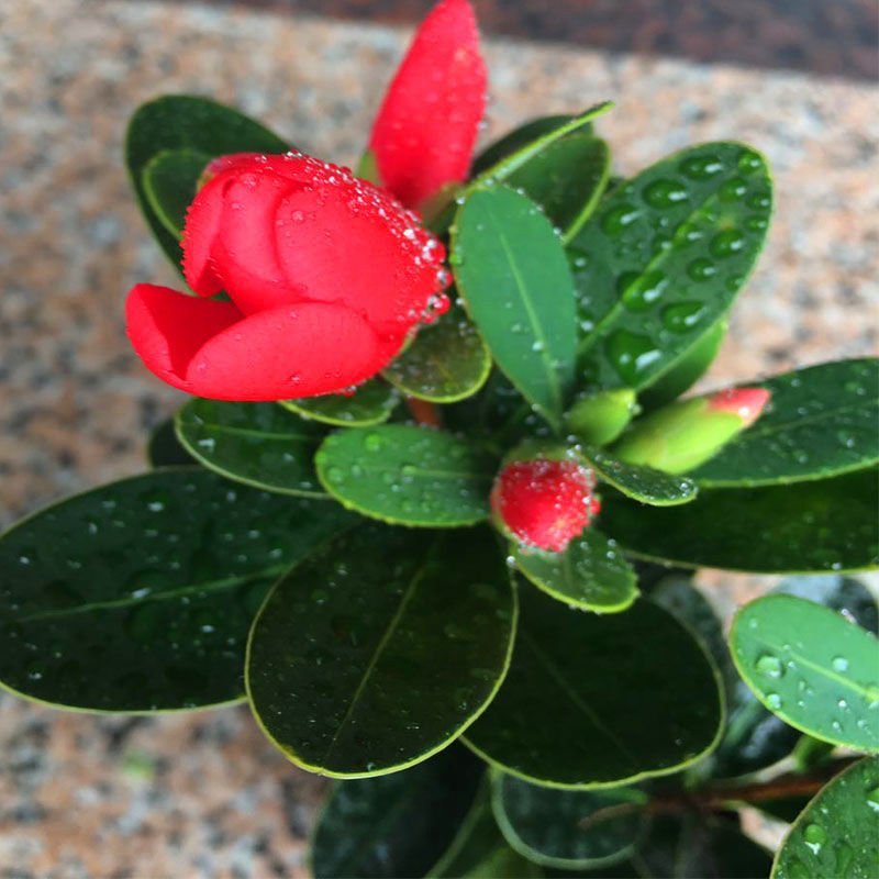 四季杜鹃红山茶花嫁接盆栽带花苞室内庭院名贵花卉绿植红