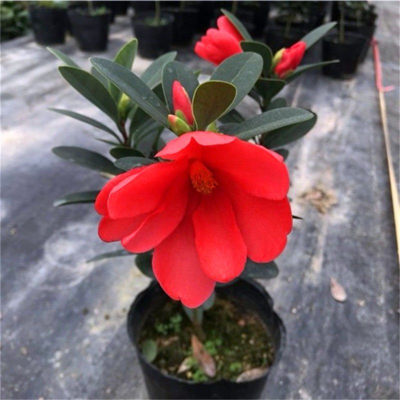 四季杜鹃红山茶花嫁接盆栽带花苞室内庭院名贵花卉绿植红
