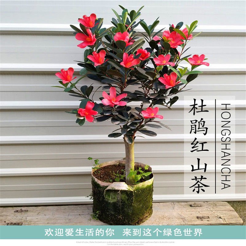 四季杜鹃红山茶花嫁接盆栽带花苞室内庭院名贵花卉绿植红