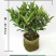 四季杜鹃红山茶花嫁接盆栽带花苞室内庭院名贵花卉绿植红