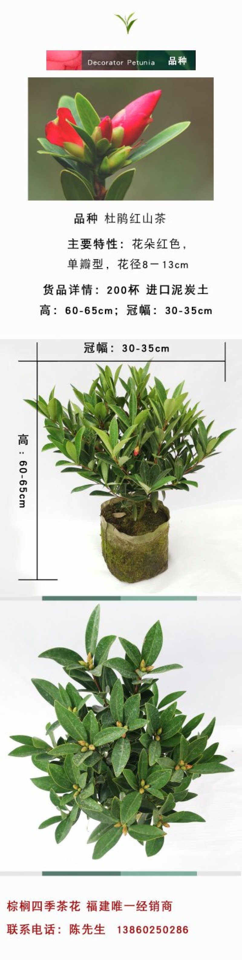 四季杜鹃红山茶花嫁接盆栽带花苞室内庭院名贵花卉绿植红