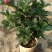 四季杜鹃红山茶花嫁接盆栽带花苞室内庭院名贵花卉绿植红