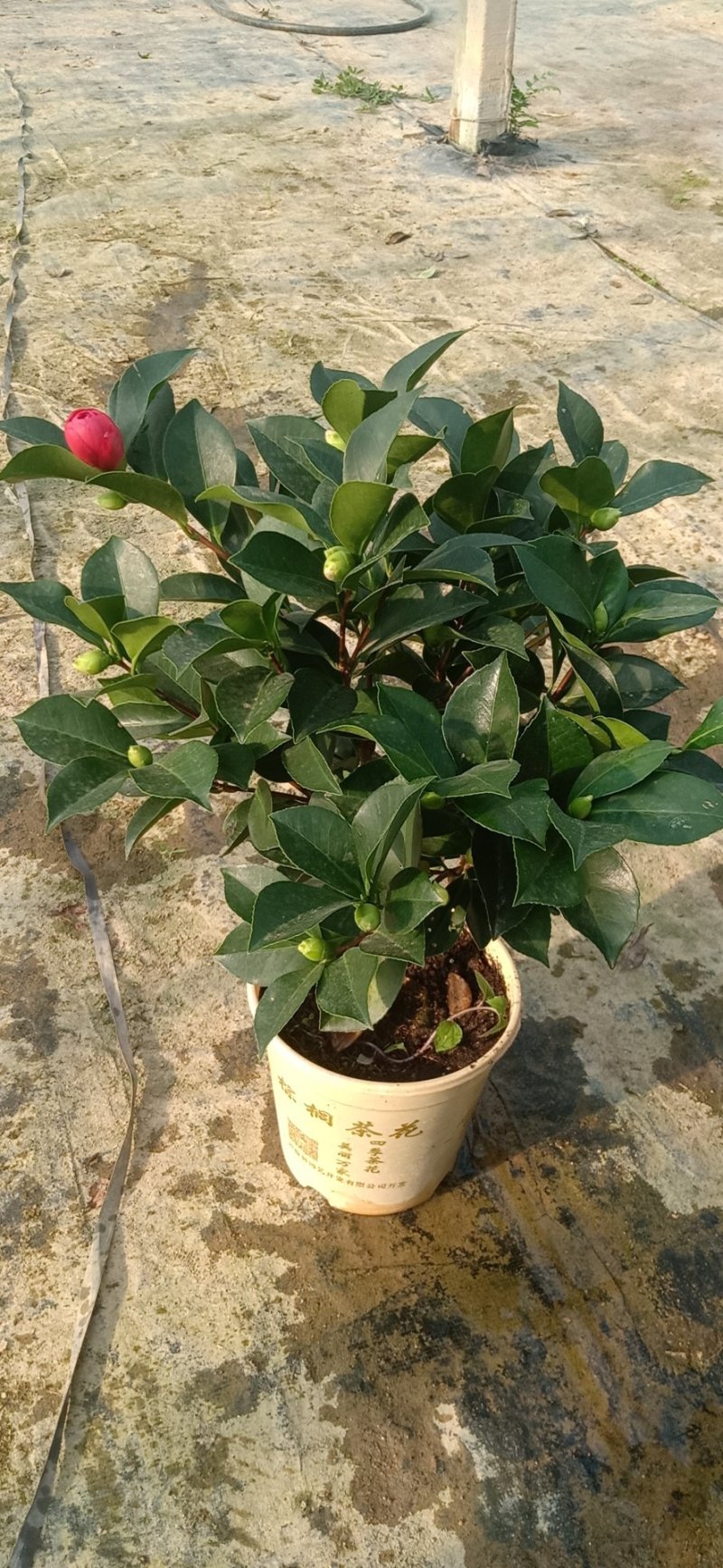 四季杜鹃红山茶花嫁接盆栽带花苞室内庭院名贵花卉绿植红