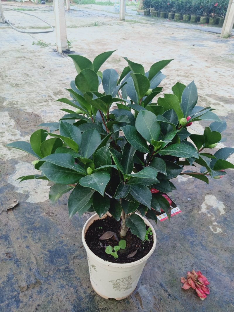 四季杜鹃红山茶花嫁接盆栽带花苞室内庭院名贵花卉绿植红