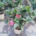 四季杜鹃红山茶花嫁接盆栽带花苞室内庭院名贵花卉绿植红