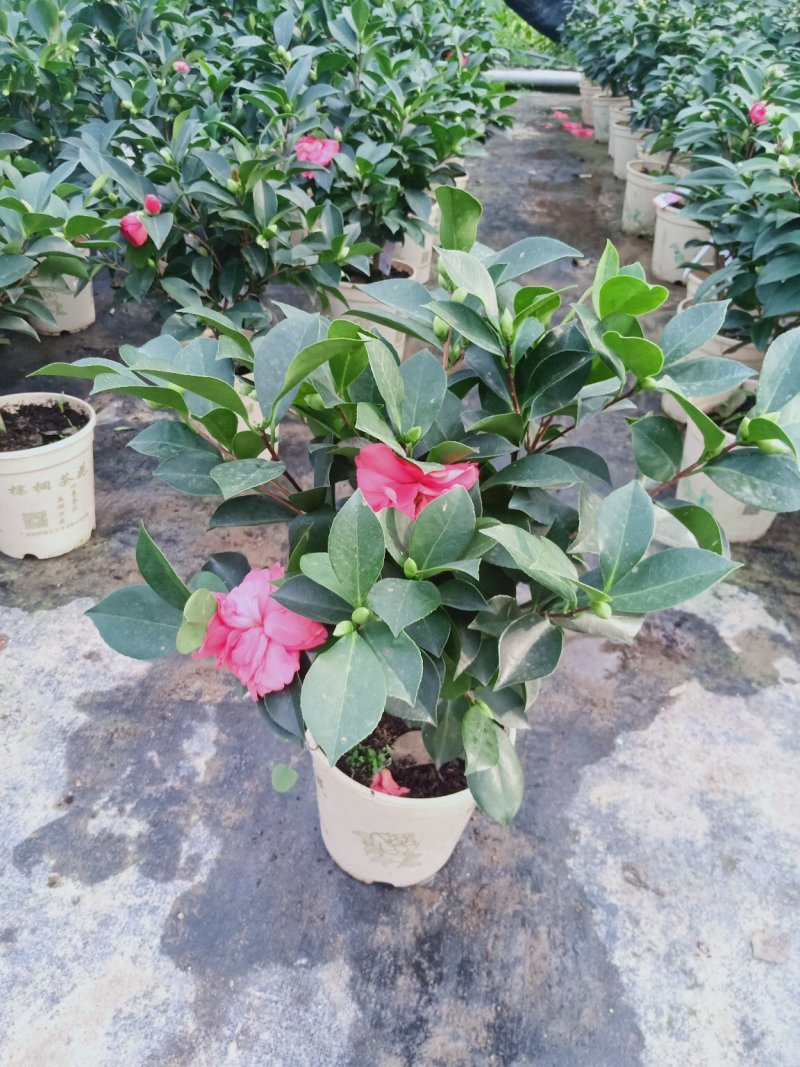 四季杜鹃红山茶花嫁接盆栽带花苞室内庭院名贵花卉绿植红