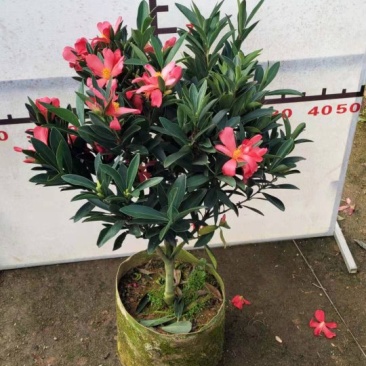 四季杜鹃红山茶花嫁接盆栽带花苞室内庭院名贵花卉绿植红