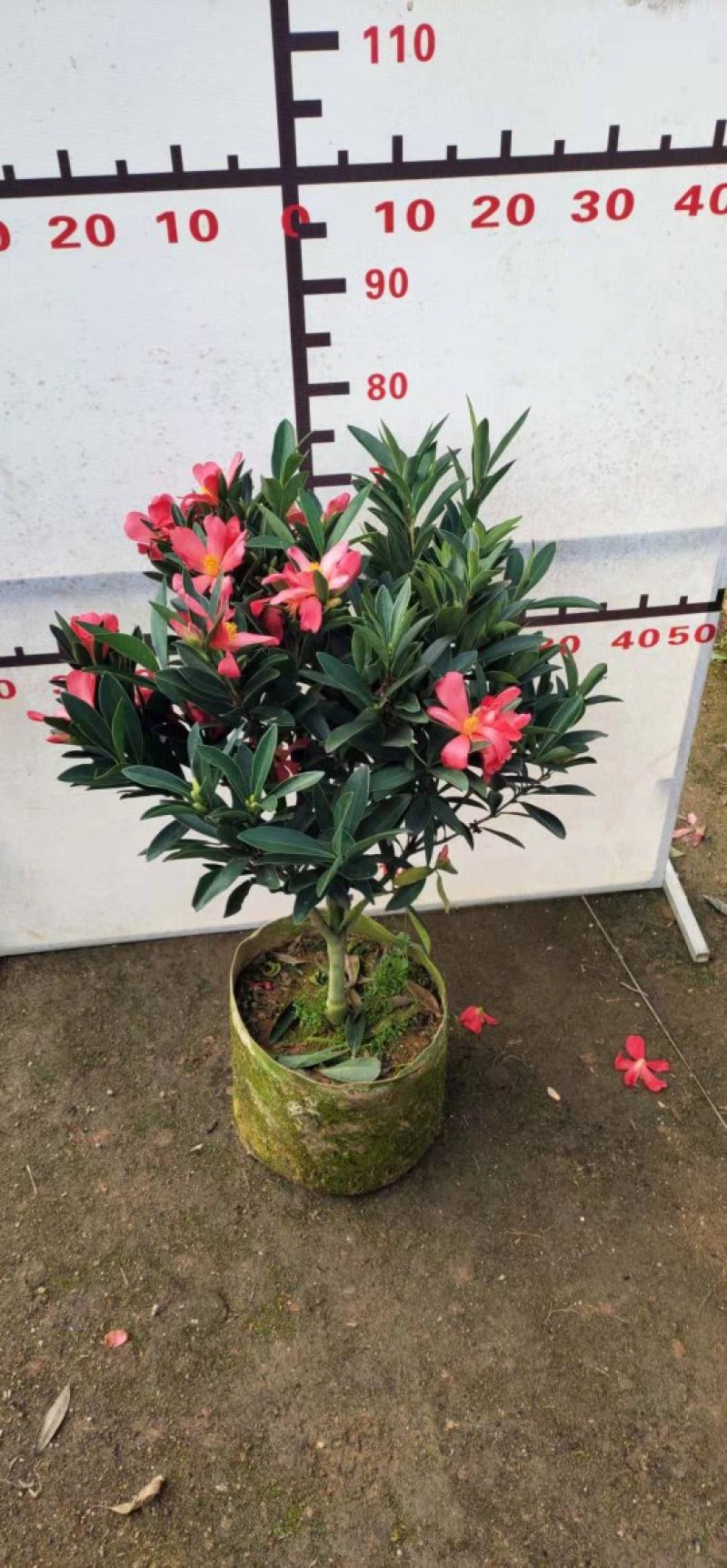 四季杜鹃红山茶花嫁接盆栽带花苞室内庭院名贵花卉绿植红