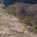 榆树苗，鲁西北华兴苗木基地当年小榆树苗，面积大农户直发
